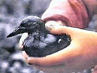 the Exxon Valdez legacy